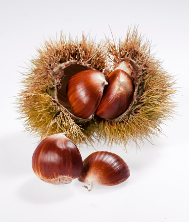 hedgehog with chestnuts