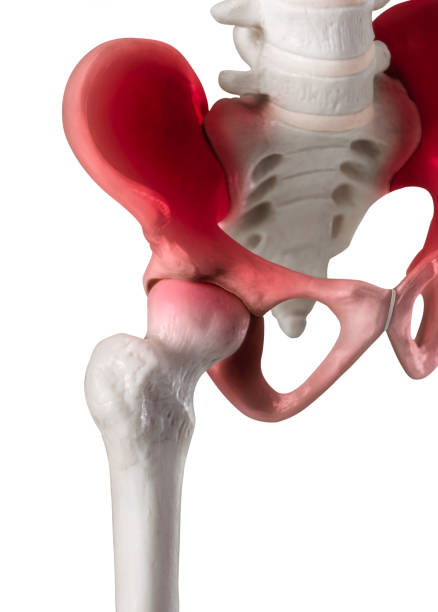 istock Human hip joint lateral view red highlight on Hip- Pelvis- Socket joint- Medical and Biomedical illustration- Healthcare- Human Anatomy and Medical Concept -Isolated on white background. 1023942784