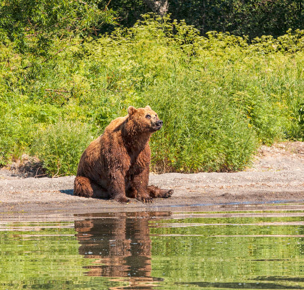 istock Kamchatka brown bear on the lake 1023946352