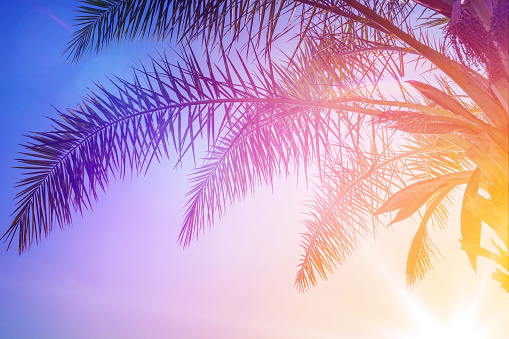 Palm leaves against the sunset. Summer tropical background in violet and orange colors.