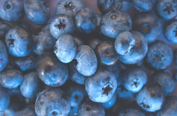 istock Macro texture of fresh and ripe bluberries. 1023952120