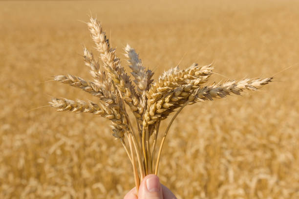 Man's hand holding ripe and dry ears of wheat on the field background. Harvest concept. Time to harvesting. Man's hand holding ripe and dry ears of wheat on the field background. Harvest concept. Time to harvesting. flour mill stock pictures, royalty-free photos & images