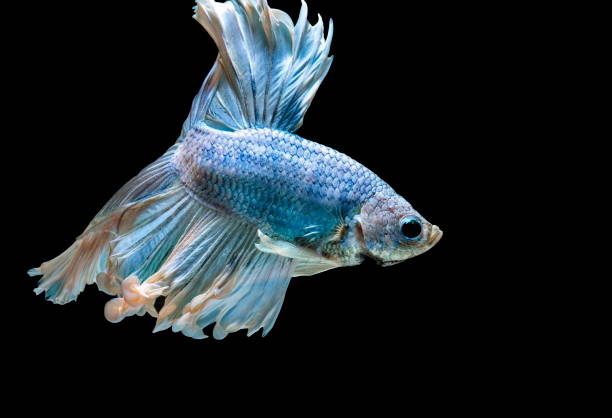 istock Siamese fighting fish fight blue fish, Betta splendens, Betta fish, Halfmoon Betta. 1023959436