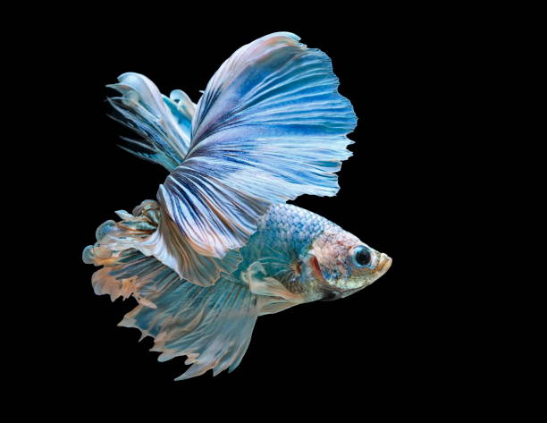istock Siamese fighting fish fight blue fish, Betta splendens, Betta fish, Halfmoon Betta. 1023959456