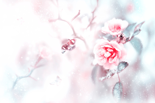 Beautiful pink roses and butterflies in the snow and frost on a blue and pink background. Snowing. Artistic winter natural image. Selective and soft focus.