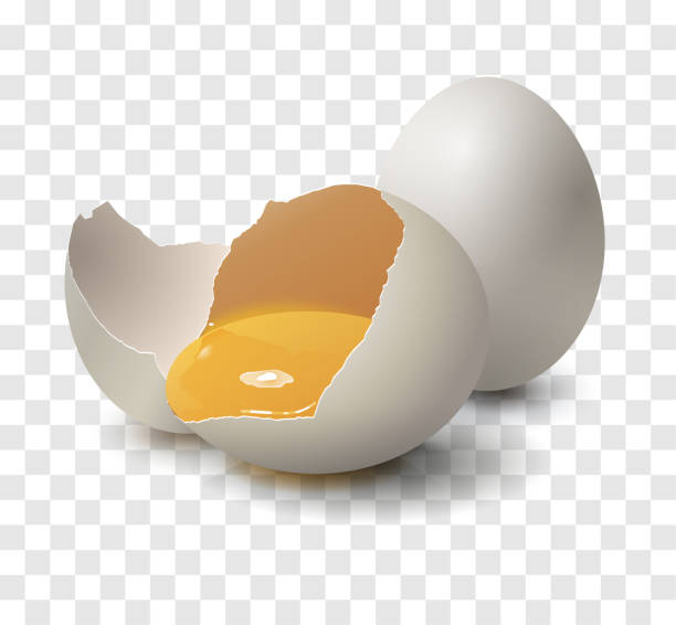 реалистичное яйцо на прозрачном фоне. яйцо как еда. шаблон дизайна можно использовать для меню, флаеров для кафе, ресторанов, фаст-фуда и т.д. - protein isolated shell food stock illustrations