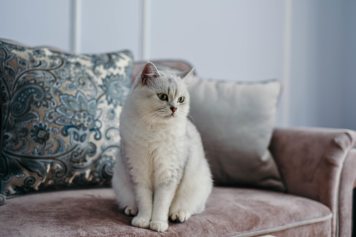 beautiful white grey cat on couch in classic french home decor near the window. Fall weekend cozy and hygge concept