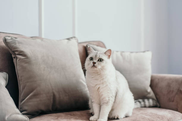 beautiful white grey cat on cauch in classic french home decor near the window. Fall weekend cozy and hygge concept stock photo