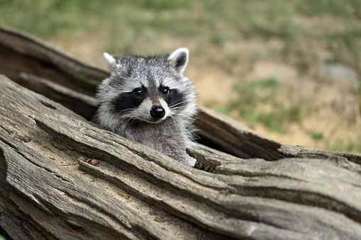 Cute North-American raccoon walking on the fence in the backyard of a residential house in a daylight. Canadian nature and wildlife. Regular guest in Canadian backyards. Raccoons in Canada. Beautiful and furry Ontario wildlife. Autumn in Vaughan, Ontario, Canada. Cutest raccoon in a backyard searching for food in a daytime, looking a bit confused