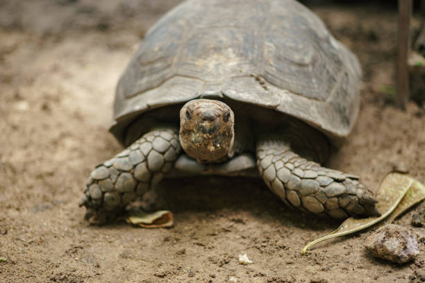 istock Turtle at the zoo on dirt 1023970092