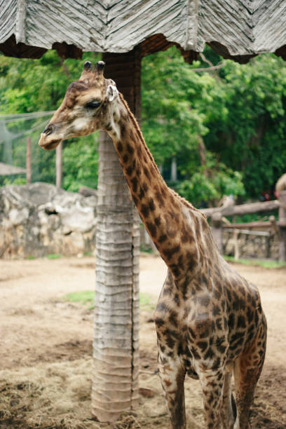 istock Giraffe at the zoo 1023970112