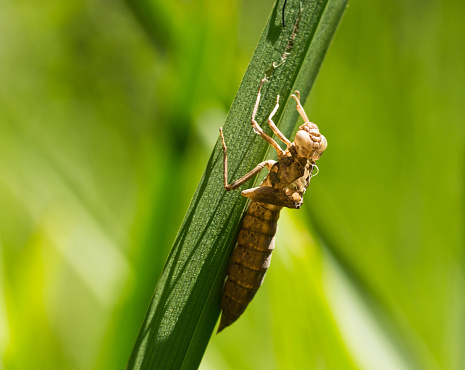 Dragonfly Larvae on Grass at the side of a pond