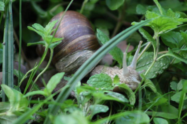 istock Brown snail on the way 1023973782