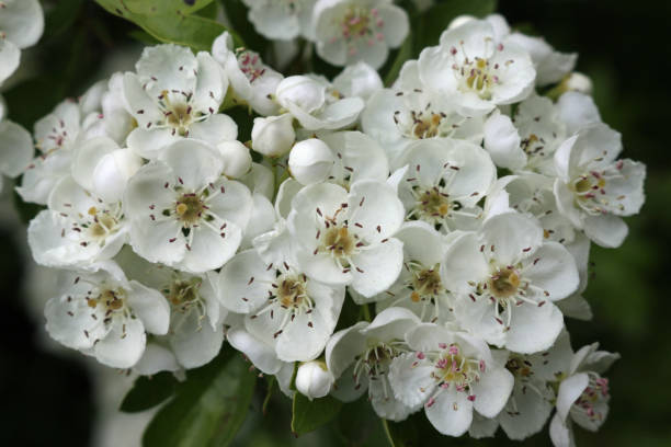istock Hawthorn flowers in close up 1023973792