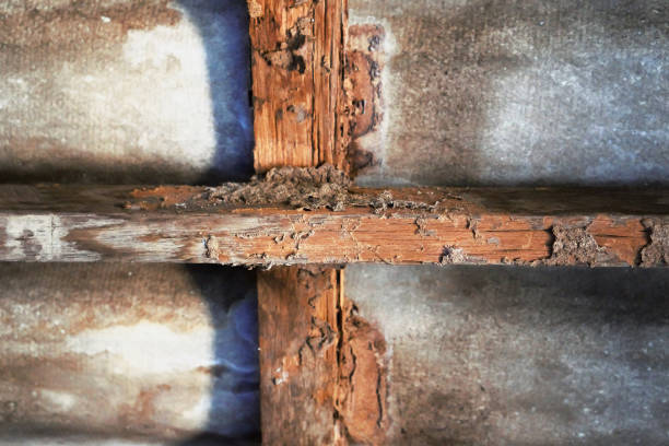 construction d’une maison avec dégâts de termites - worker termite photos et images de collection