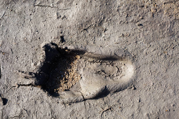 istock human footprint in gray mud soil for background 1023981304