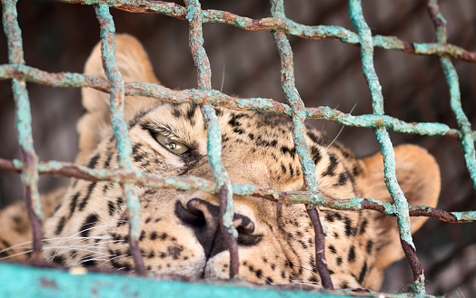 Leopard in cage