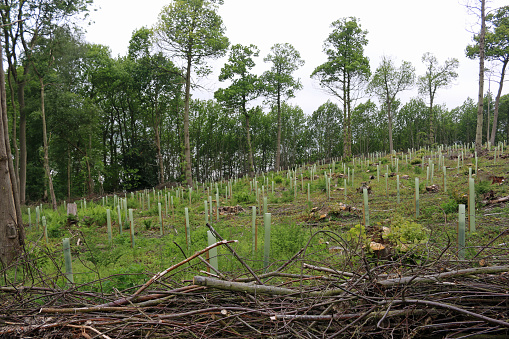 Recently coppiced woodland with newly planted trees in tree shelters and isolated standard trees in the background and cut branches in the foreground.