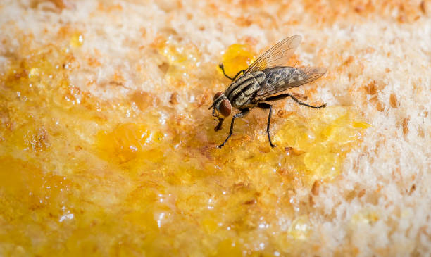 istock Insects on breakfast toast and marmalade 1023985374