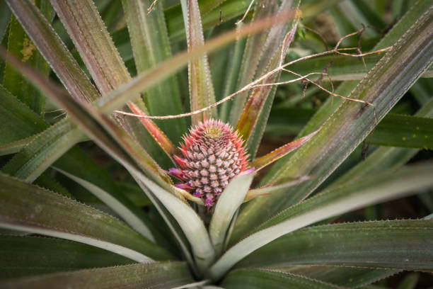 Pineapple plant growing in pot on the windowsill.