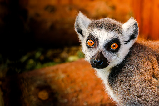 Lemur Con Ojos Grandes Foto de stock y más banco de imágenes de  Afrodescendiente - Afrodescendiente, Animal, Animales salvajes - iStock