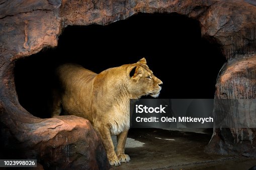675 Lion Cave Stock Photos, Pictures & Royalty-Free Images - iStock | Sea  lion cave