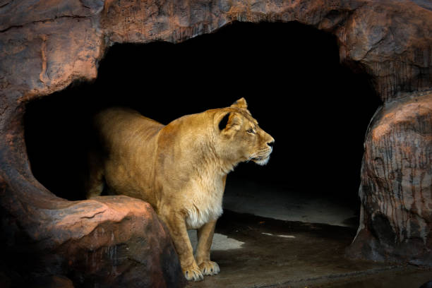 lion in the cave lion in the cave animal den photos stock pictures, royalty-free photos & images