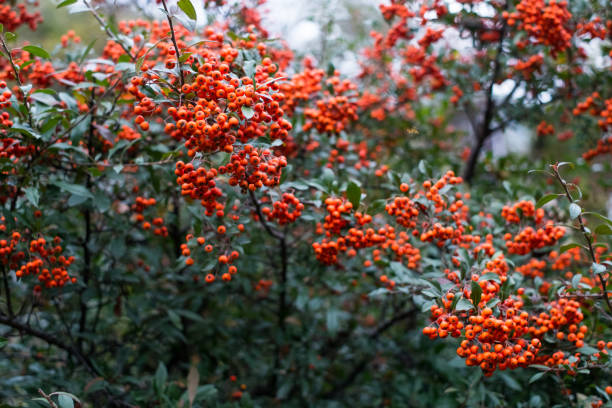 istock red berries of pyracantha coccinea in summer 1023998132