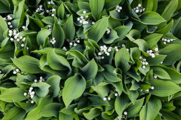 The lily of the valley is a top view The lily of the valley is a top view in spring lily of the valley stock pictures, royalty-free photos & images