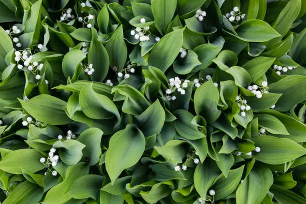 The lily of the valley is a top view in spring