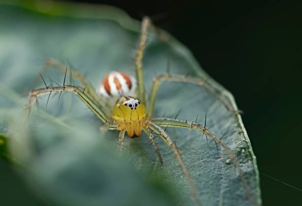 istock oxyopidae Spider on green leaves. Insect. Animal 1024000874