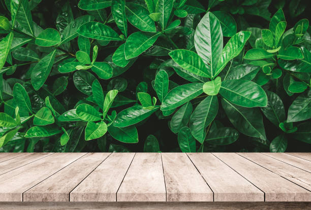 istock Old wood plank with abstract natural green leaf background for product display 1024004414