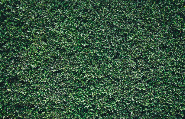 istock green leaves background with vintage filter 1024004430