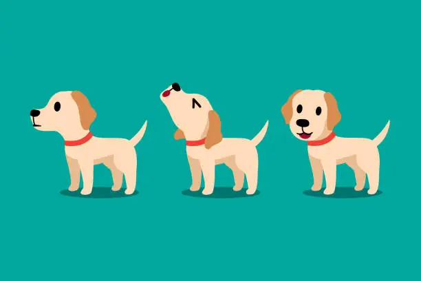 Vector illustration of Set of vector cartoon character labrador dog poses