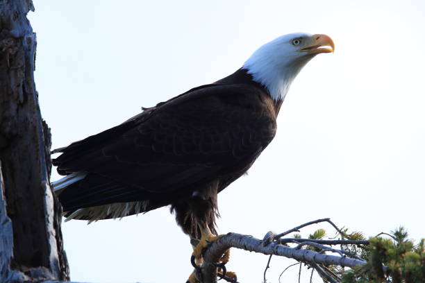 istock Adult Bald Eagle  Vancouver Island Canada 1024009594