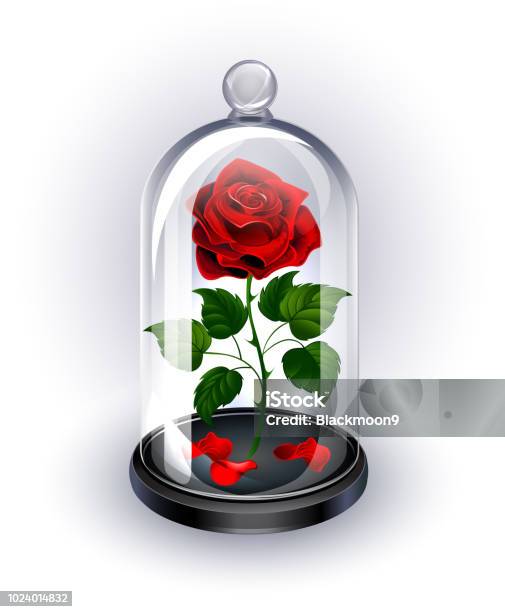 Red Rose Under The Dome On White Background Stock Illustration - Download Image Now - Rose - Flower, Glass - Material, Architectural Dome