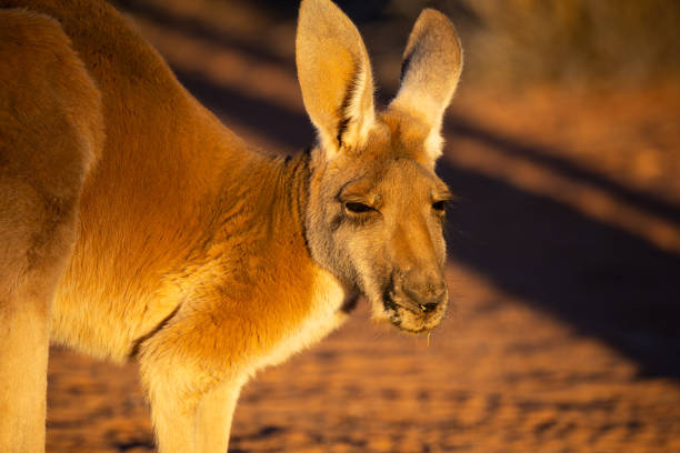 istock Beautiful native Australian red Kanagroo bathes in the glorious afternoon sunlight 1024017436