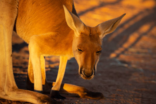 istock Beautiful native Australian red Kanagroo bathes in the glorious afternoon sunlight 1024017444