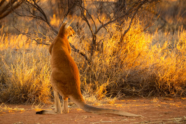 istock Beautiful native Australian red Kanagroo bathes in the glorious afternoon sunlight 1024017452