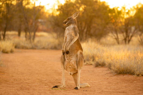 Beautiful native Australian red Kanagroo bathes in the glorious afternoon sunlight Native to Australia, these red kangaroos are located in the central arid region of the country. Distinctive with their red coloured fur. red kangaroo stock pictures, royalty-free photos & images