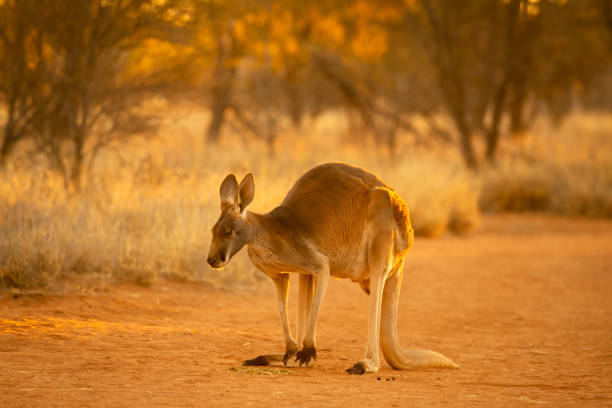 istock Beautiful native Australian red Kanagroo bathes in the glorious afternoon sunlight 1024017498