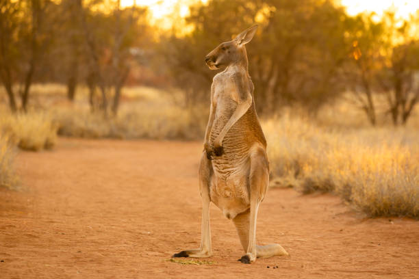 istock Beautiful native Australian red Kanagroo bathes in the glorious afternoon sunlight 1024017512
