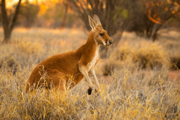 istock Beautiful native Australian red Kanagroo bathes in the glorious afternoon sunlight 1024017514