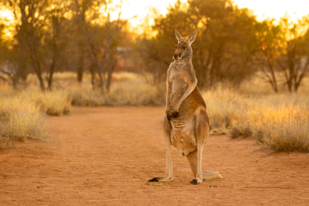 istock Beautiful native Australian red Kanagroo bathes in the glorious afternoon sunlight 1024017516
