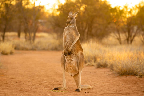 istock Beautiful native Australian red Kanagroo bathes in the glorious afternoon sunlight 1024017524