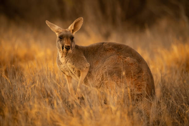 istock Beautiful native Australian red Kanagroo bathes in the glorious afternoon sunlight 1024017534