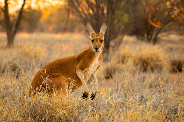 istock Beautiful native Australian red Kanagroo bathes in the glorious afternoon sunlight 1024017548