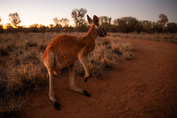 istock Beautiful native Australian red Kanagroo bathes in the glorious afternoon sunlight 1024017552