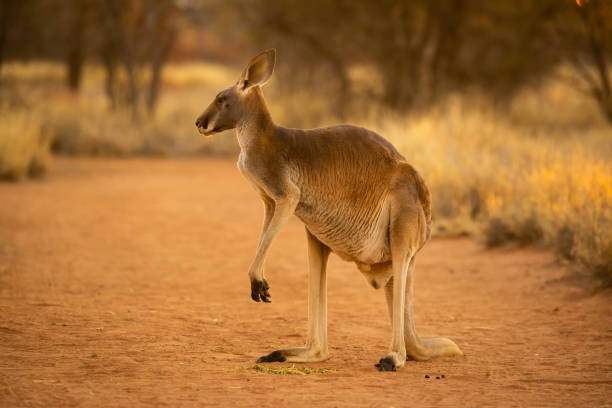 istock Beautiful native Australian red Kanagroo bathes in the glorious afternoon sunlight 1024017568
