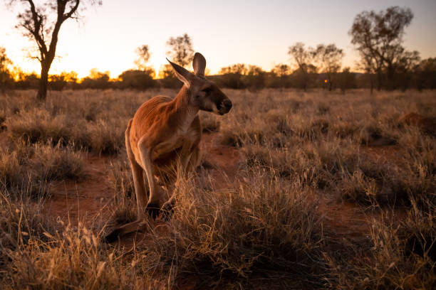 istock Beautiful native Australian red Kanagroo bathes in the glorious afternoon sunlight 1024017570